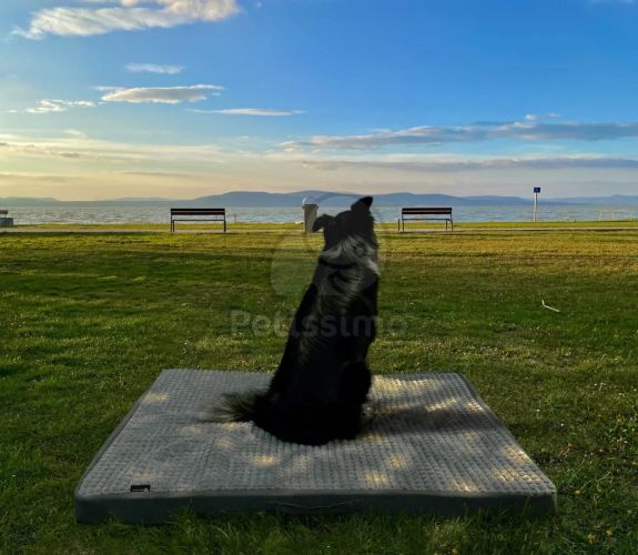 NRDOGS Gomez vízhatlan kutyafekhely - szürke  120x80 cm
