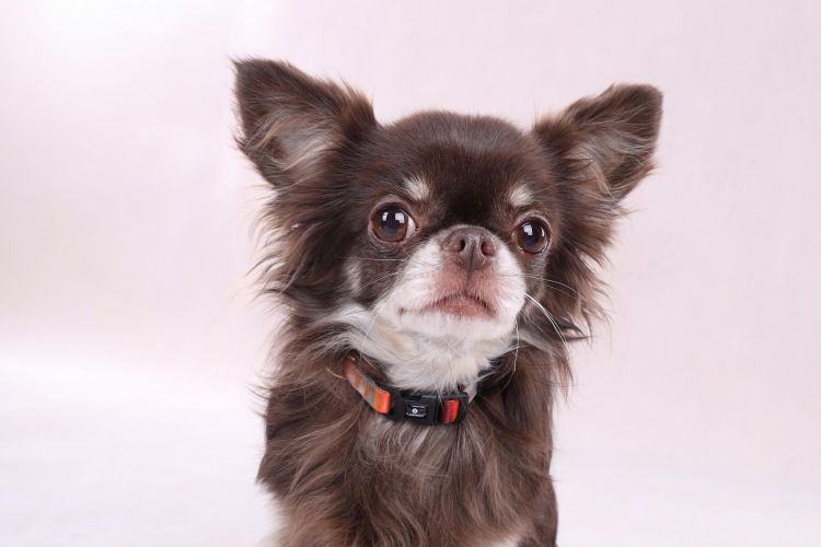 Flamingo kutya nyakörv "NAJA" színes m-es   1 db