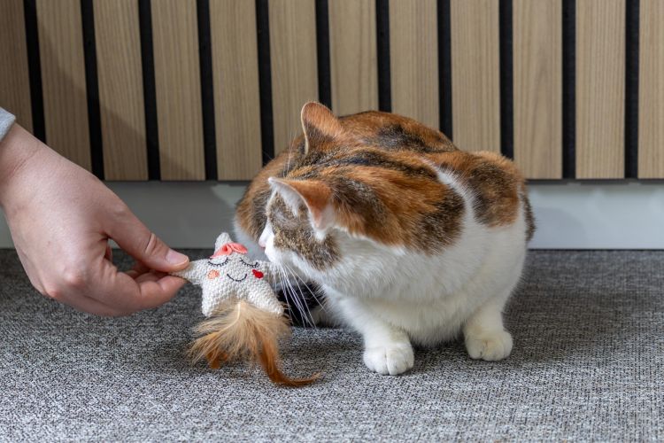 Flamingo macskajáték - Lovu csillag macskamentával  1 db