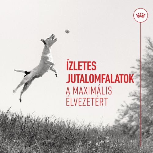 Royal Canin Training Treats - jutalomfalat kutyák számára  110 g