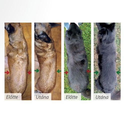 Pro-Nutrition Protect+ Obesite száraztáp kutyák számára  2 kg