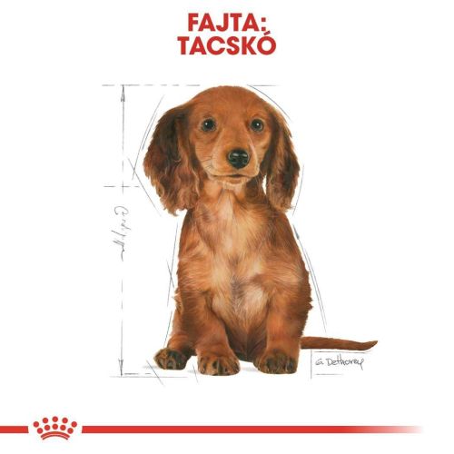 Royal Canin Dachshund Puppy - Tacskó kölyökkutya száraz táp  1.5 kg