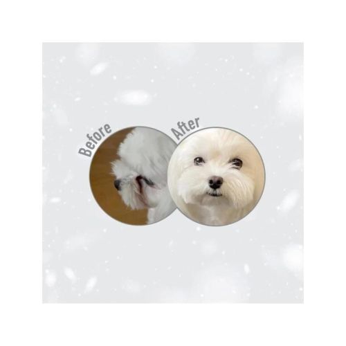 Natures Protection Superior Care Dog Adult White Dogs Small & Mini Lamb 1.5 kg