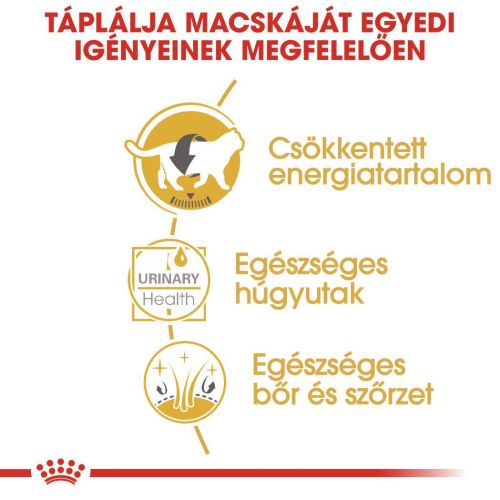 Royal Canin British Shorthair Adult - Brit rövidszőrű felnőtt macska nedves táp 12 x  85 g