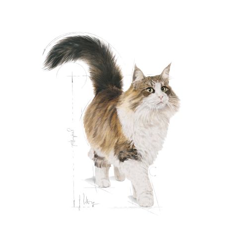 Royal Canin Instinctive Jelly - felnőtt macska zselés nedves táp 12 x  85 g