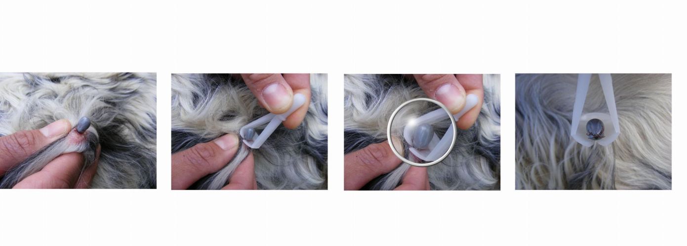 Kullancskiszedő / kullancs-eltávolító kanál - Dr. Kapiller  3 db