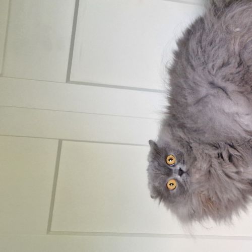 Letti