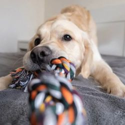 Kötélhúzás kutyáknak