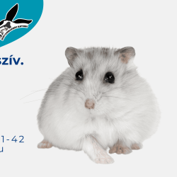 Együtt a Kisállatokért Alapítvány