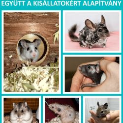 Együtt a Kisállatokért Alapítvány