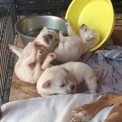 Kutyatár Természet- és Állatvédő Egyesület Kaposvár
