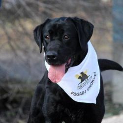 Retriever Rescue Fajtamentő Egyesület
