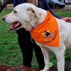 Retriever Rescue Fajtamentő Egyesület