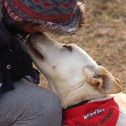 Retriever Rescue Fajtamentő Egyesület