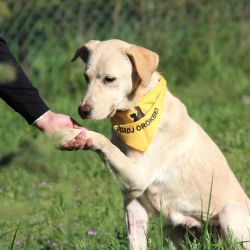 Retriever Rescue Fajtamentő Egyesület
