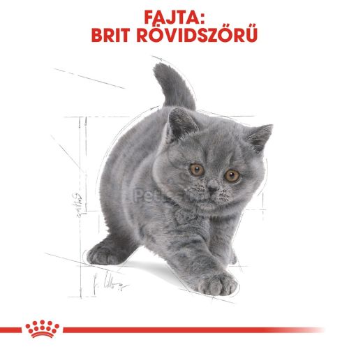 Royal Canin British Shorthair Kitten - Brit rövidszőrű kölyök macska száraz táp  2 kg