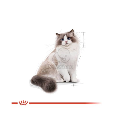 Royal Canin Ragdoll Adult - Ragdoll felnőtt macska száraz táp  400 g