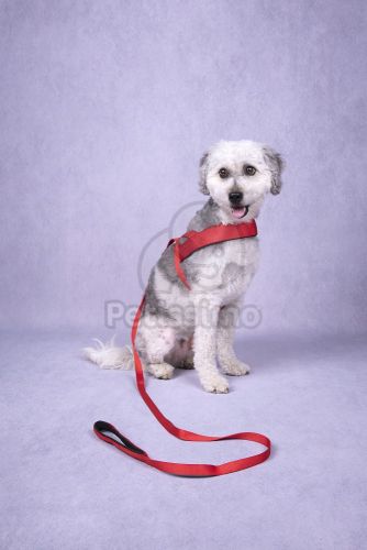 Flamingo Abbi piros póráz 2 cm x 130 cm   1 db