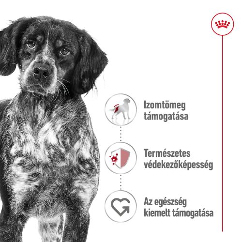 Royal Canin Medium Adult - közepes testű felnőtt kutya konzerv  410 g