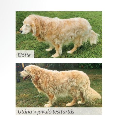 Pro-Nutrition Protect+ Senior+ száraztáp kutyák számára 12 kg