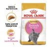 Royal Canin British Shorthair Kitten - Brit rövidszőrű kölyök macska száraz táp  2 kg