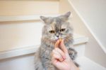 Inaba Cat Fun Bites Wrap - csirke-sajt 8 x  12 g