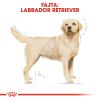 Royal Canin Labrador Adult - Labrador Retriever felnőtt kutya száraz táp  12 kg