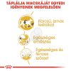 Royal Canin Siamese Adult - Sziámi felnőtt macska száraz táp  400 g