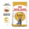 Royal Canin British Shorthair Adult - Brit rövidszőrű felnőtt macska száraz táp  2 kg
