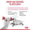 Royal Canin Babycat Milk -  tejpótló tápszer kölyökmacska részére  300 g