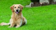 Happy Dog HaarSpezial Forte  200 g