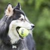KONG AirDog Ball  M 