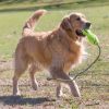 KONG AirDog Fetch Stick  L 