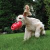 KONG Bounzer  XL 