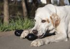 KONG Extreme Goodie Bone  M 