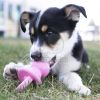 KONG Puppy Binkie  M 
