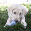 KONG Puppy  M 