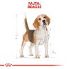 Royal Canin Beagle Adult - Beagle felnőtt kutya száraz táp  3 kg