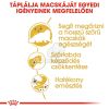 Royal Canin Persian Adult - Perzsa felnőtt macska száraz táp  10 kg