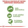 Royal Canin Outdoor - szabadba gyakran kijáró, aktív felnőtt macska száraz táp  10 kg