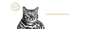 Royal Canin Bengal Adult - Bengáli felnőtt macska száraz táp  2 kg