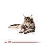 Royal Canin Maine Coon Adult - Maine Coon felnőtt macska nedves táp  85 g