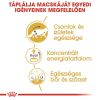 Royal Canin Maine Coon Adult - Maine Coon felnőtt macska nedves táp  85 g