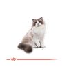 Royal Canin Ragdoll Adult - Ragdoll felnőtt macska száraz táp  2 kg