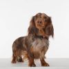TickLess Mini Dog ultrahangos kullancs- és bolhariasztó fekete  1 db