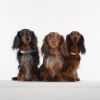 TickLess Mini Dog ultrahangos kullancs- és bolhariasztó fekete   1 db