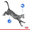 Royal Canin Indoor Sterilised Gravy - lakásban tartott felnőtt macska szószos nedves táp 12 x  85 g