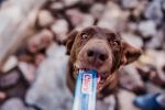 Inaba Dog Churu Püré - csirke 4 x  14 g
