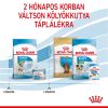 Royal Canin Mini Starter - száraz táp vemhes szuka és kistestű kölyök kutya részére  4 kg