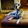 NRDOGS Soft Magic Prémium kutyafekhely - pink  100x70 cm